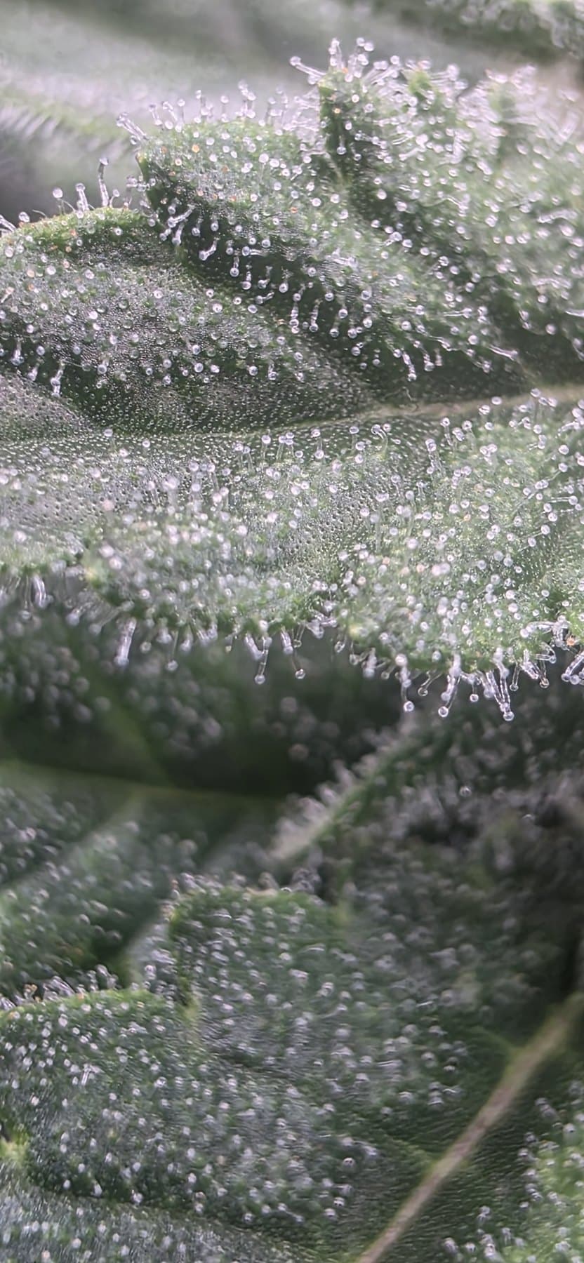 Macro de una hoja de azúcar con algunos tricomas ámbar entre los lechosos